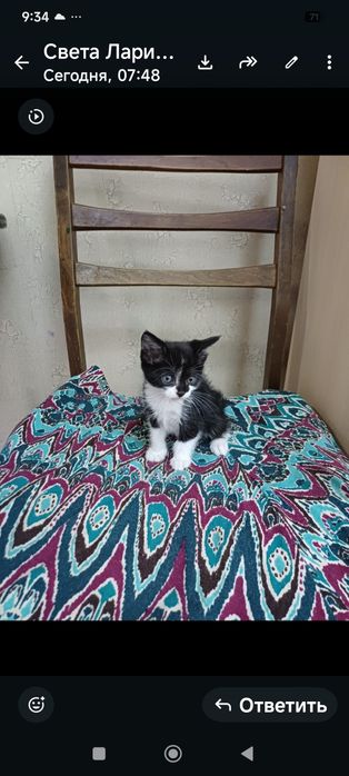 Котята,отдам бесплатно.