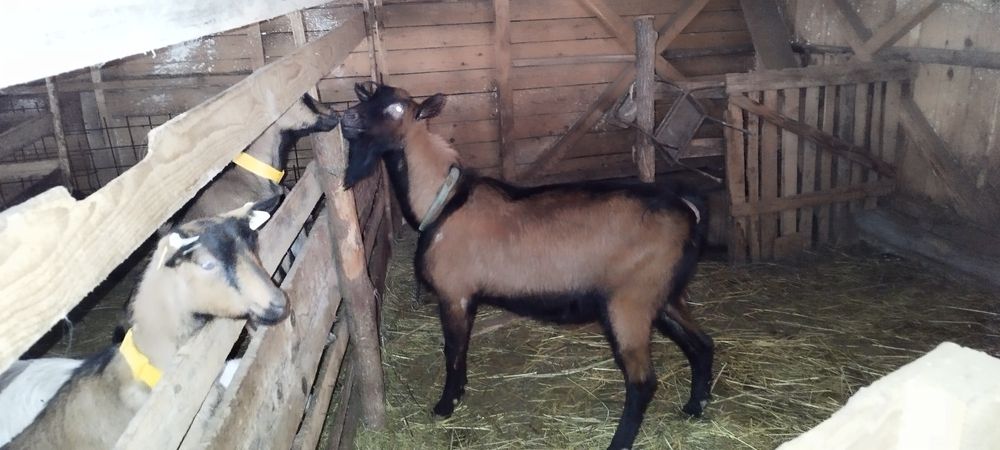 Țapi Alpina franceza