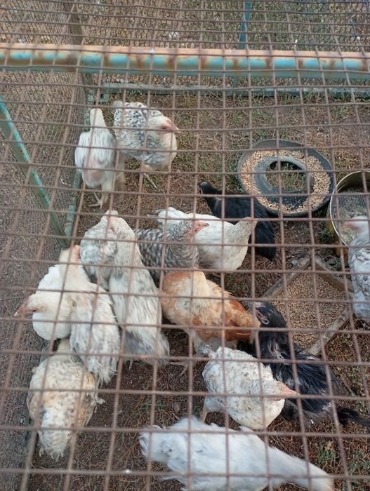 Продам цыплят домашнее
