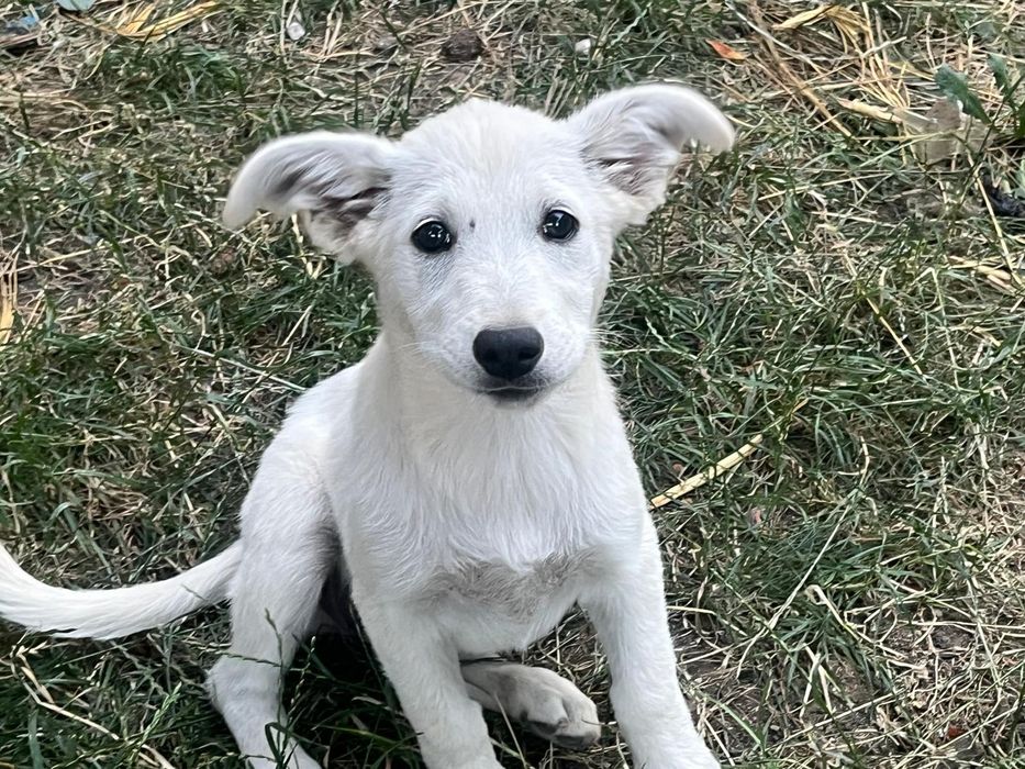 Подаряват се кутрета