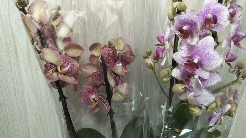 Продам орхидея сортовые