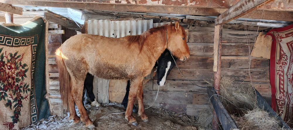 Продам лошодей 2 года құнан