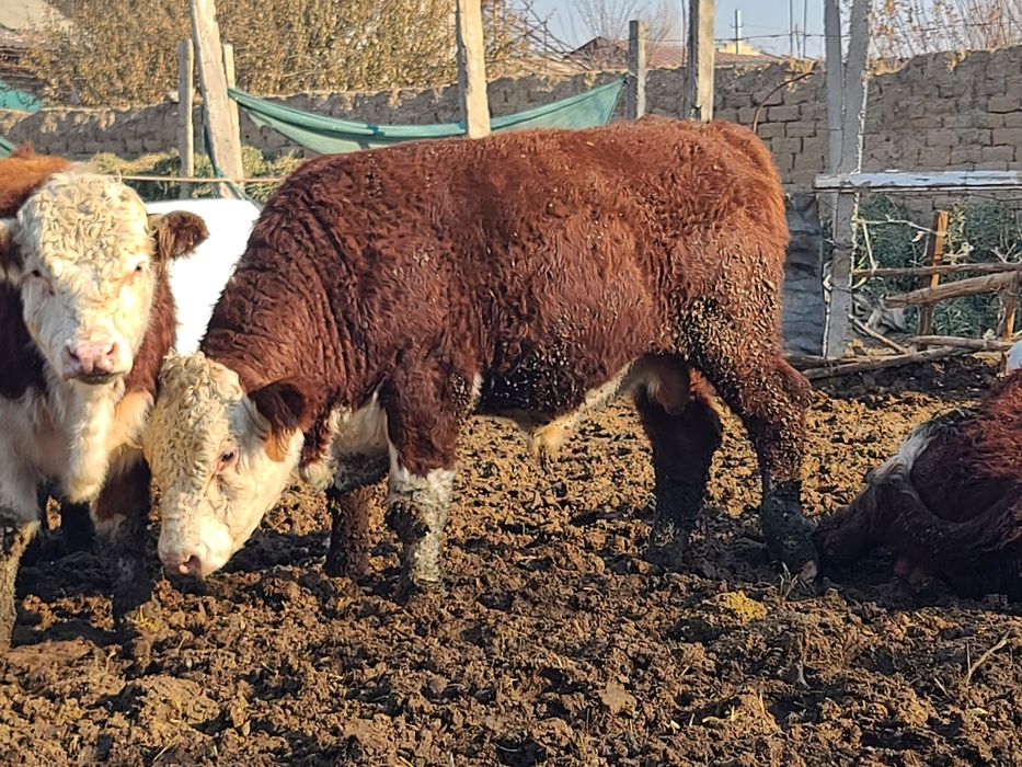 Greford buqalari sotiladi