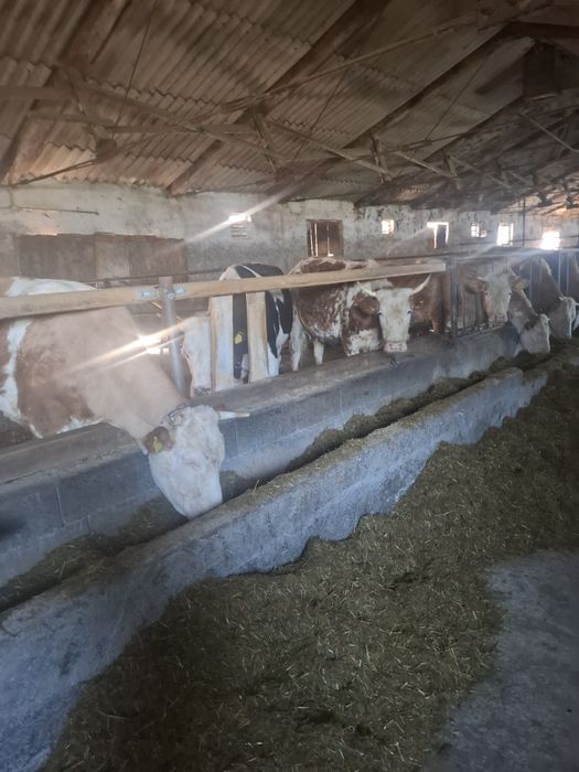 Vaci    cu      lapte