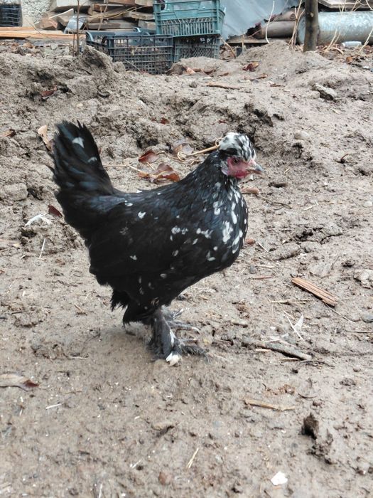 Карлик Япончик лахматый