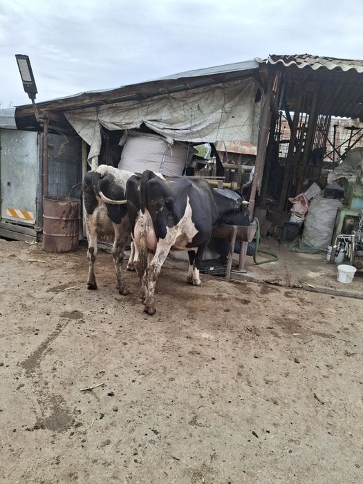 Vaci si juninci Holstein