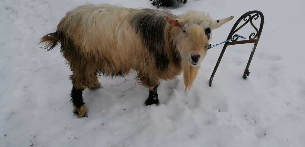 Vind țap de prasila