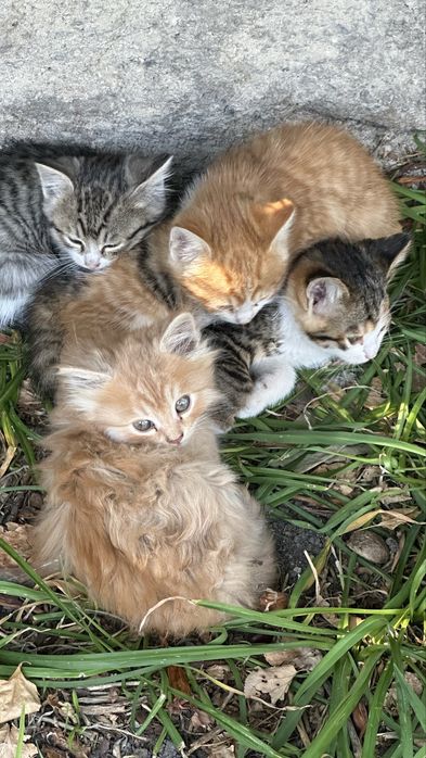 Отдам котят в добрые руки