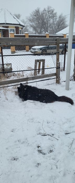 Овчарка длинно шерстный продам