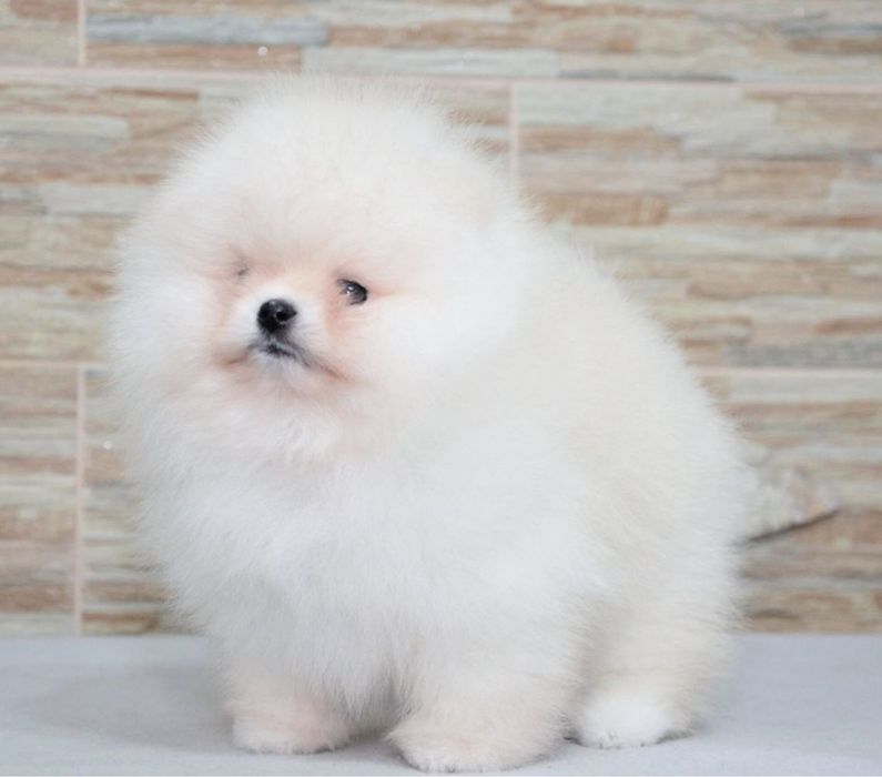 Baietel pomeranian mini/toy!