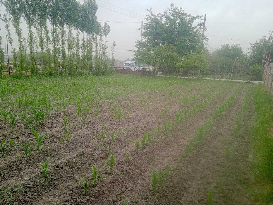 Yer uchastka 6 sotix