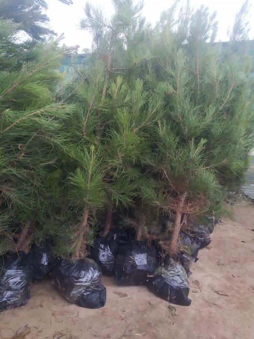 Сасна элдарски  ва зелёный забор учун арча