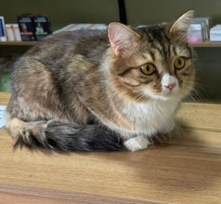 Котик!              .