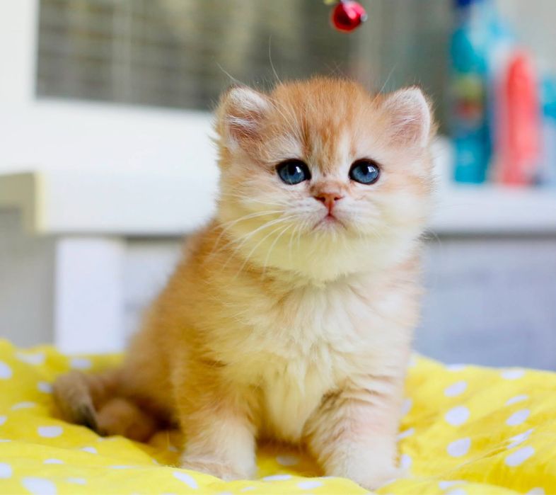 Котята золотая шиншилла