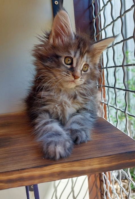 В Рассрочку Идеальные котята Мейн-кун