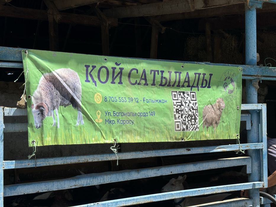 Баран Қой сатылады