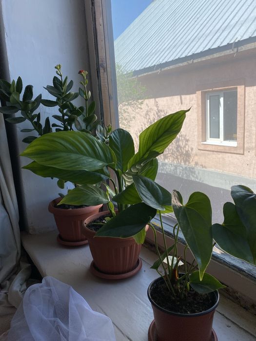 Продам,домашние комнатные цветы