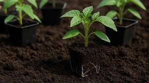 Продам биогумус 5л