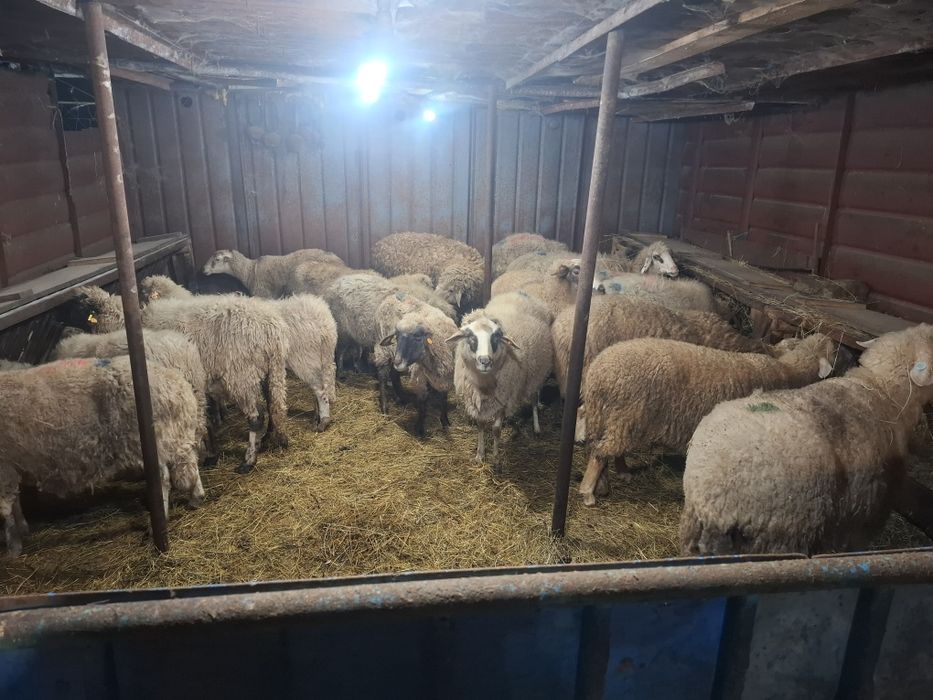 Продавам 16бр овце