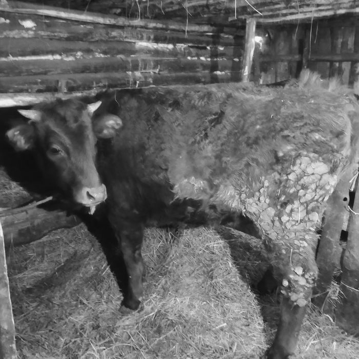 Продам нетеля первотелку