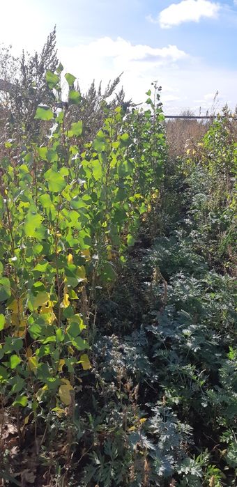 Продам саженцы деревьев.