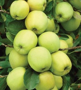 Саженцы плодовых деревьев