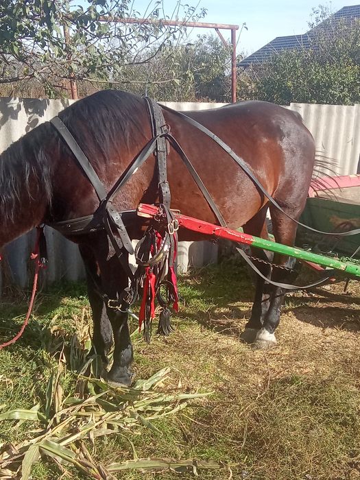 Cal castrat de vânzare
