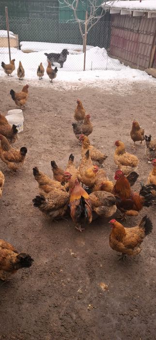 Инкубационное яйцо кучинкое