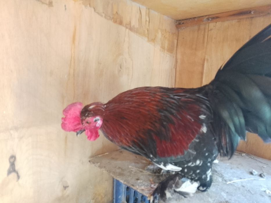 Хороший японский петух