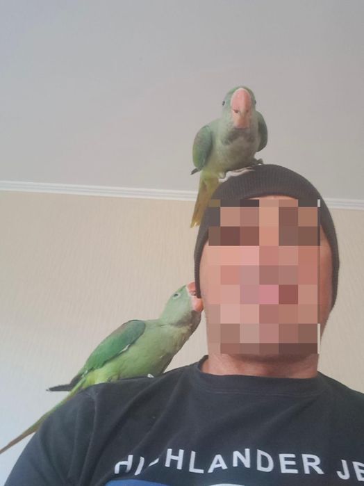 Papagali Marele Alexandru