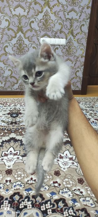 Mushukcha sotiladi zoti British Shorthair jinsi oʻgʻil