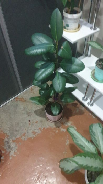 Комнатные растения