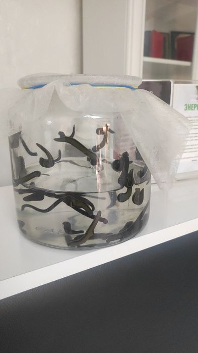 Пиявки Медицинские