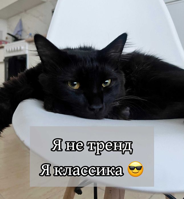 Славный котик ищет дом!