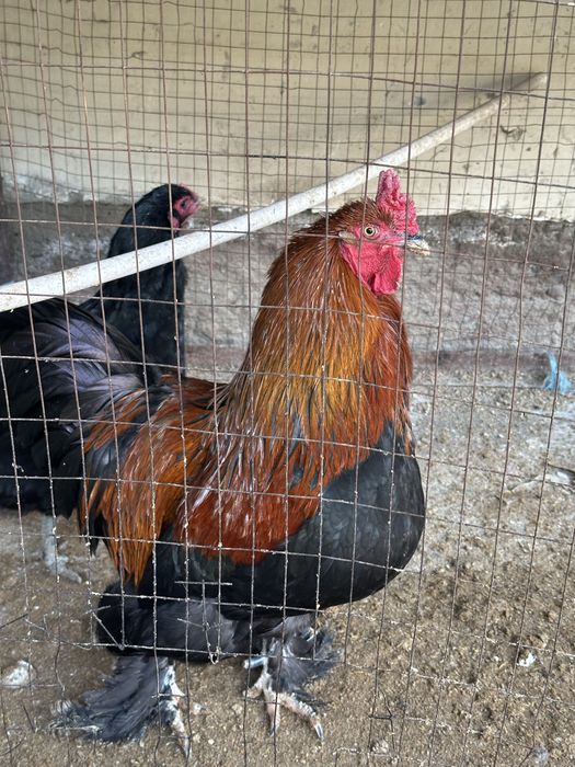 Qora tovuq va xoroz sotiladi