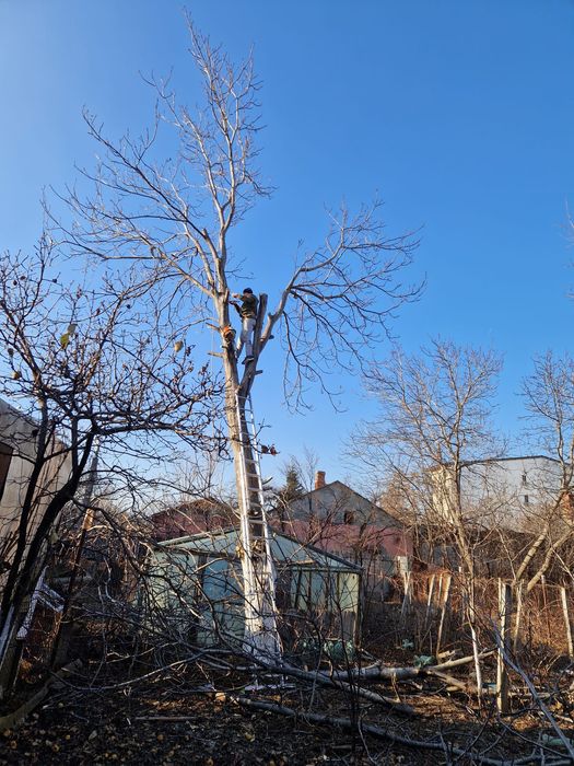 Taieri copaci cu drujba(drujbar), cosit iarba, buruieni, pomi,lemne,cr