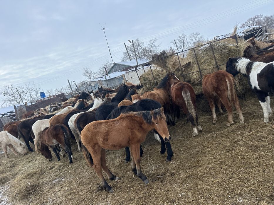 На продажу жеребята 2025