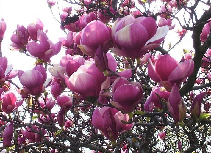 Магнолия Рустика Рубра