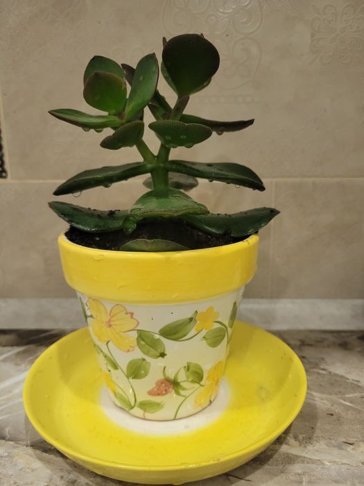 Продам цветок Денежное дерево