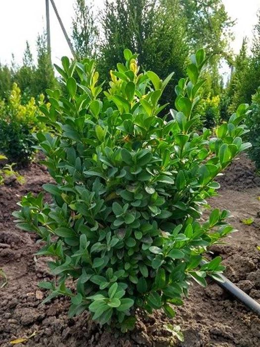 Липа сирень самшит саженцы