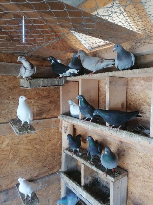 Vând porumbei voiajori