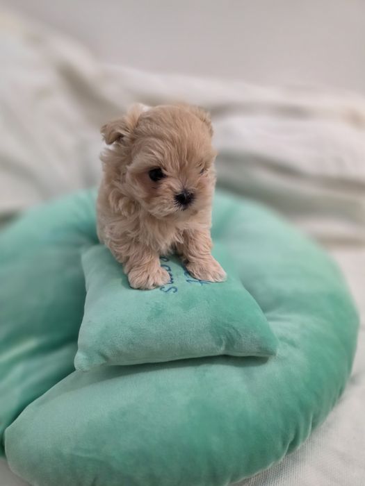 Maltipoo teacup, mini toy