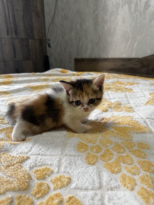 Продаются породистые котята породы шиншилла