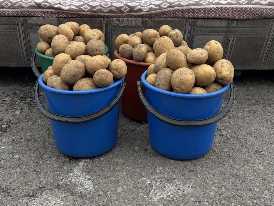 Продам домашнюю едовую картошку