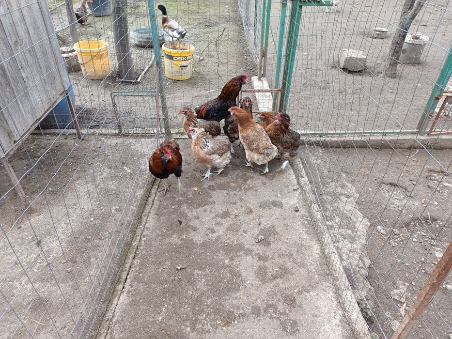 Găini araucana 2025