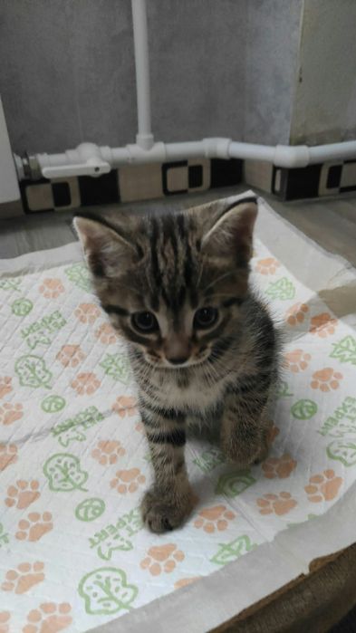 Одам котёнка в хорошие руки