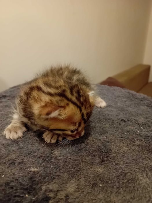 Бенгалска котка , родословие перфектни родители