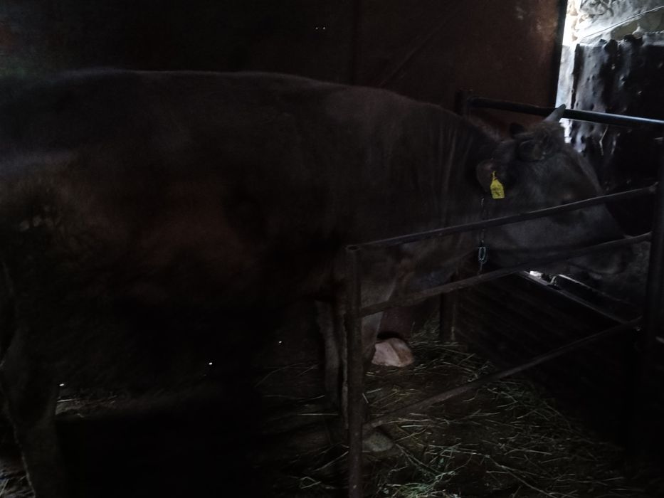 Продам быка бык бычок