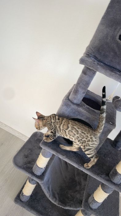 Бенгалски котета