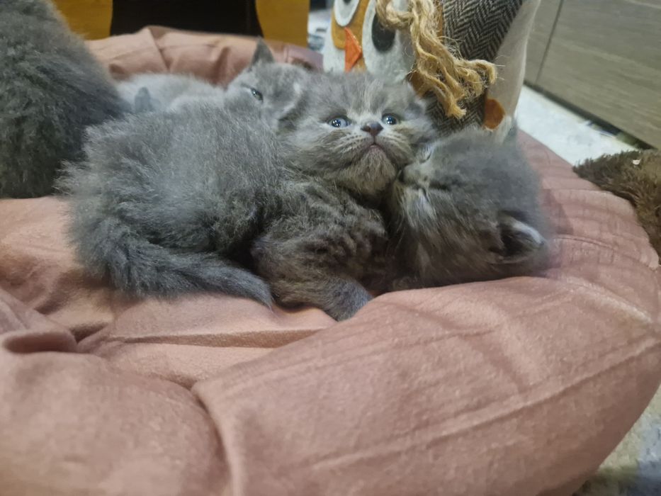 Шотландска клепоуха, британска късокосместа